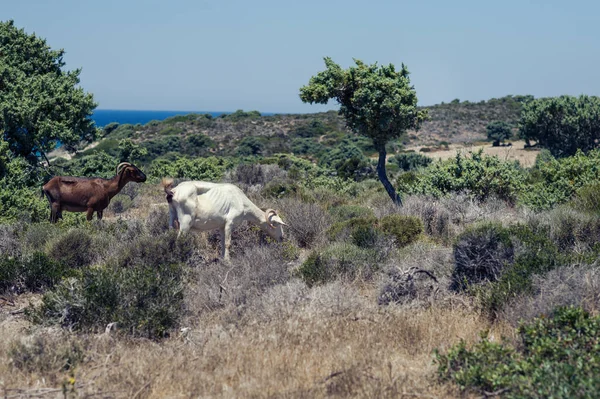 Goats Graze Meadow Mountain Sunset Greece Cow Mountain Sea — ストック写真