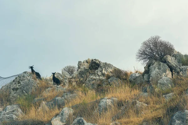 Cabras Topo Penhasco Contra Céu Vista Inferior — Fotografia de Stock