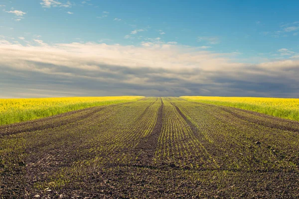 Young Green Shoots Plowed Field Autumn Time Germany — Stock Photo, Image