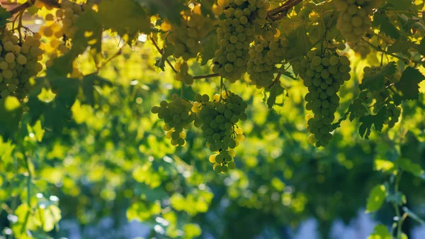 Yazın Üzüm Bağı Sarmaşıklardan Sarkan Üzümleri Kapatın — Stok fotoğraf