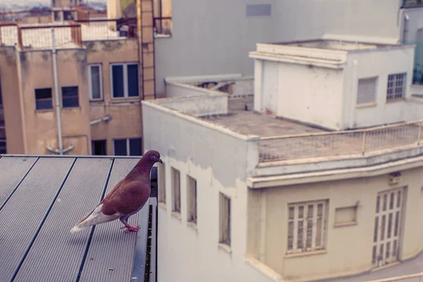Taube Auf Dem Dach Hintergrund Der Stadt Athens — Stockfoto