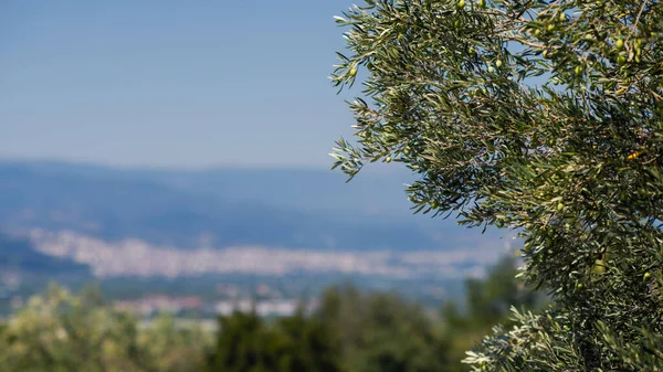 ベルギナのギリシャの都市の背景にあるオリーブの木 — ストック写真