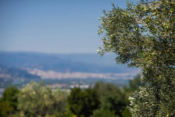 ベルギナのギリシャの都市の背景にあるオリーブの木 — ストック写真