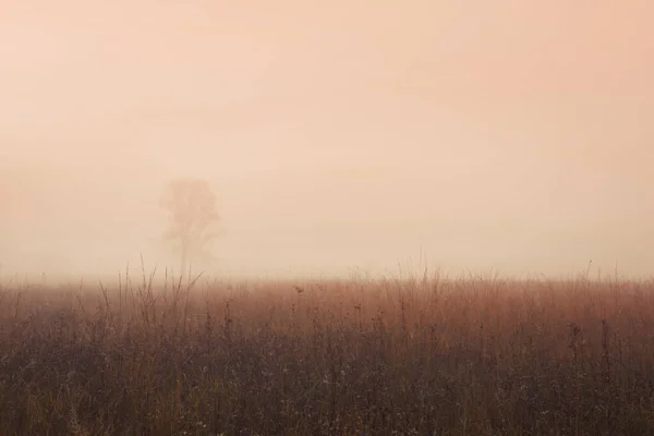 树在田野中央的雾中 大气摄影 — 图库照片