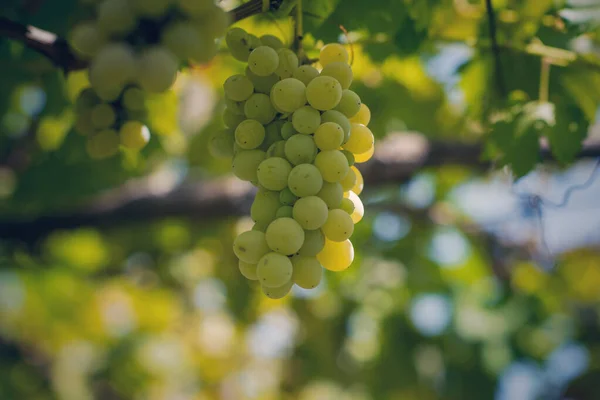 Viñedo Verano Primer Plano Racimo Uvas Colgando Las Vides —  Fotos de Stock