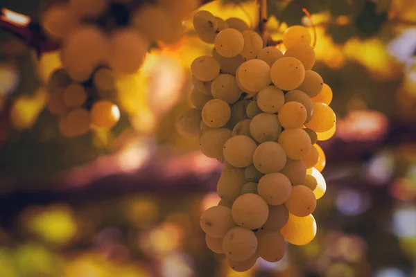 Vinice Létě Blízko Svazku Hroznů Visících Vinic — Stock fotografie