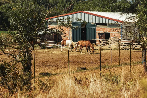 Horses Graze Meadow Greece — Stock Photo, Image