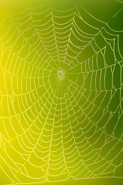 Red Araña Con Gota Lluvia Sobre Fondo Borroso Colorido Primer — Foto de Stock