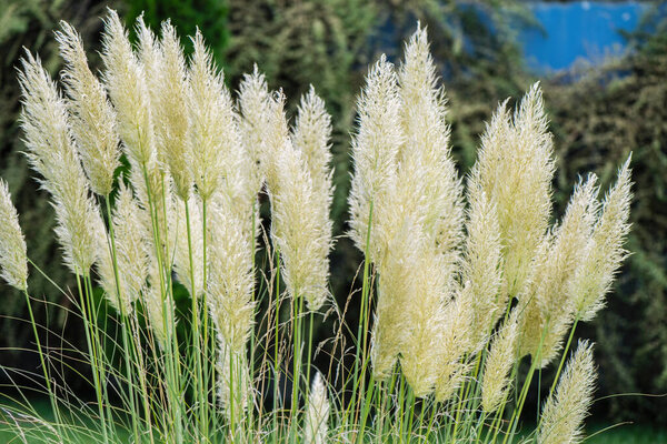Fluffy spikelets of pampas grass against in the garden