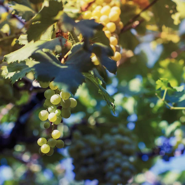 Vineyard Summer Close Bunch Grapes Hanging Vines — ストック写真