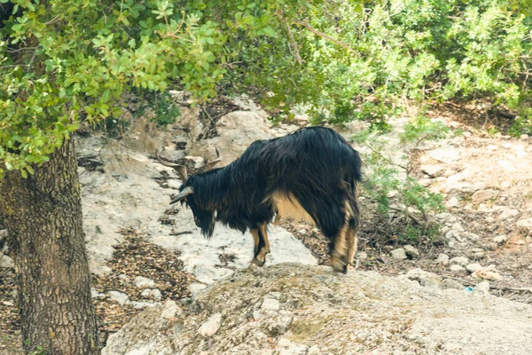 Ασπρόμαυρο Σκυλί Στο Δάσος — Φωτογραφία Αρχείου