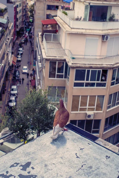 Taube Auf Dem Dach Hintergrund Der Stadt Athens — Stockfoto