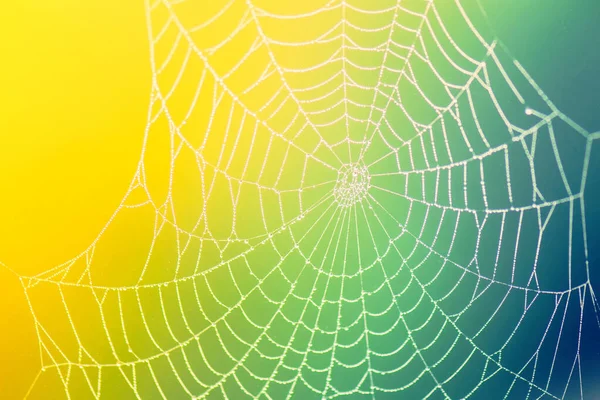 Spider web with rain drop on colorful blurred background. close-up