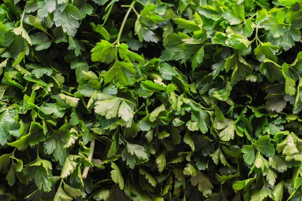 Feuilles Persil Vert Frais Pour Salade — Photo