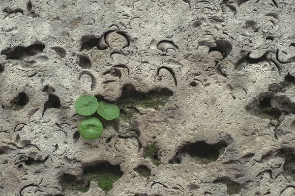 green leaf growing from limestone surface with the shape of shells and starfish. Struggle for life. Desire to live