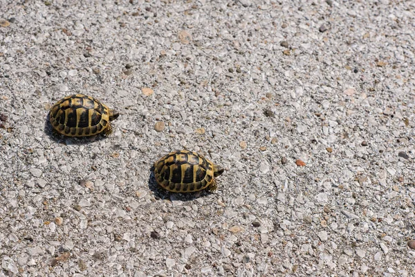two bright land turtle running on asphalt road.Concept