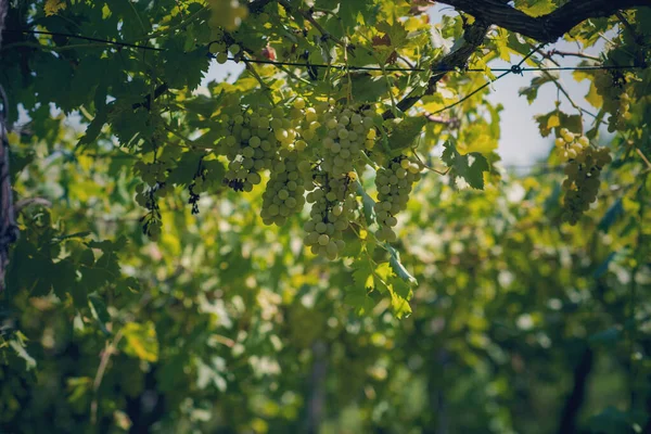 Vinhedo Verão Close Monte Uvas Penduradas Nas Videiras — Fotografia de Stock