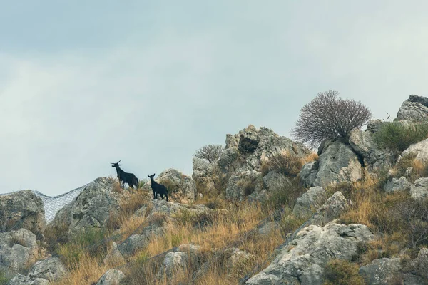 Κατσίκες Στην Κορυφή Του Γκρεμού Στον Ουρανό Κάτω Όψη — Φωτογραφία Αρχείου