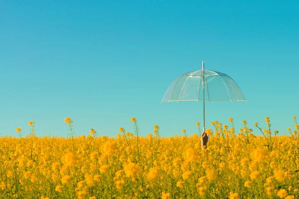 Mão Feminina Com Guarda Chuva Transparente Campo Com Flores Amarelas — Fotografia de Stock