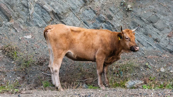 Koe Bergachtige Achtergrond Stockfoto