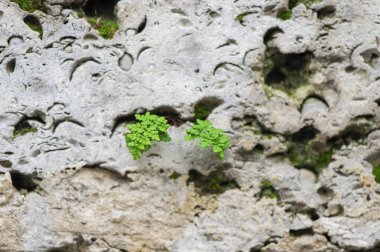 Rüzgar ve dalgalar üzerinde İspanya kıyısında tarafından aşınmış dağ taş