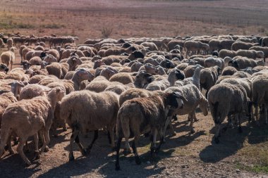Yunanistan 'ın günbatımında birçok koyun dağlık bir çayırda otluyor. Tam çerçeve.