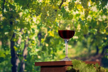 Güneşli bir sonbahar akşamında üzüm bağında bir kadeh kırmızı şarap.