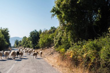 Yunanistan 'ın gün batımında dağda koyunlar yolda. Pindus Dağı Ulusal Parkı