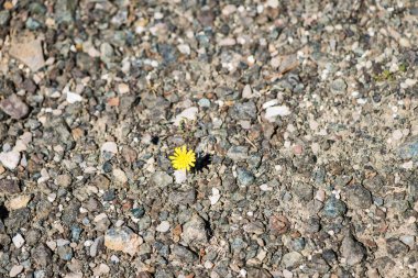 Açık havada büyüyen sarı çiçek yakın