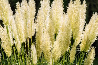 Bahçedeki otların tüylü dikenleri.