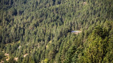 Ladin ormanının ortasında yapayalnız bir evin arka planı ve dokusu