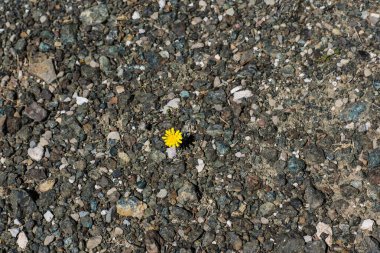 Çakıl taşlarından büyüyen karahindibanın yakın plan görüntüsü. Yaşam ve motivasyon kavramı. Yaşamak için mücadele et. Yaşama arzusu