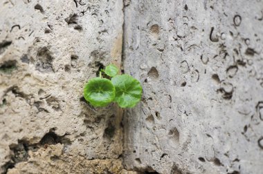 Yeşil yaprak kireçtaşı yüzeyinden kabuk ve deniz yıldızı şeklinde büyüyor. Yaşamak için mücadele et. Yaşama arzusu