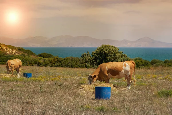 Коровы Пасутся Лугу Горы Закате Греции Корова Горе Напротив Моря — стоковое фото