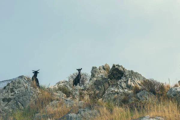 Cabras Topo Penhasco Contra Céu Vista Inferior — Fotografia de Stock