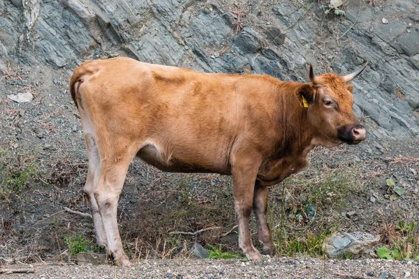 Die Kuh Auf Der Bergkulisse — Stockfoto