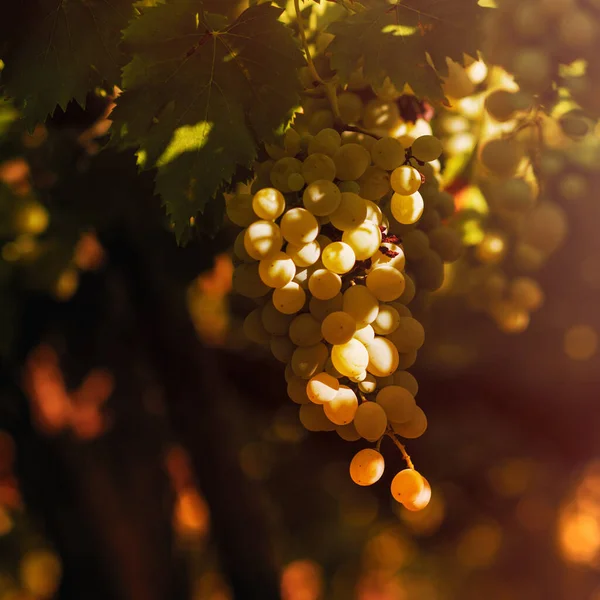 Vineyard Summer Close Bunch Grapes Hanging Vines — ストック写真
