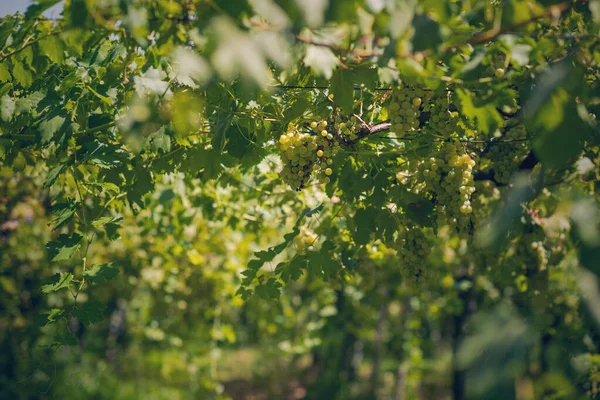 Vinhedo Verão Close Monte Uvas Penduradas Nas Videiras — Fotografia de Stock