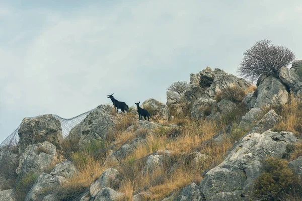 Κατσίκες Στην Κορυφή Του Γκρεμού Στον Ουρανό Κάτω Όψη — Φωτογραφία Αρχείου