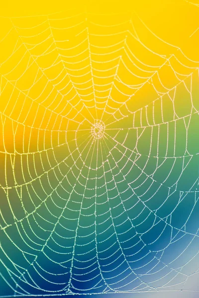 Spider web with rain drops on colorful blurred background.