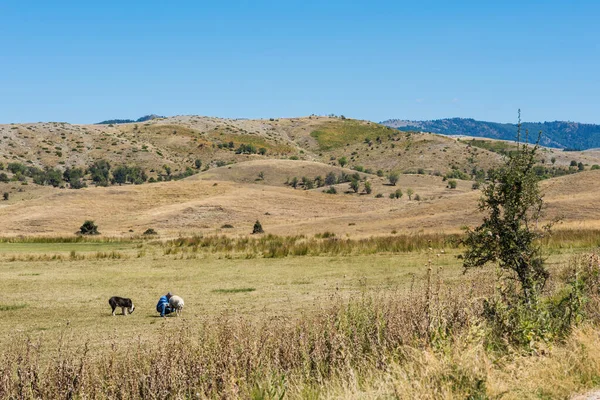 Shepherd and sheep in the field