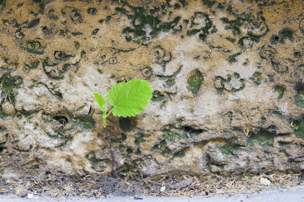 green leaf growing from limestone surface with the shape of shells and starfish. Struggle for life. Desire to live