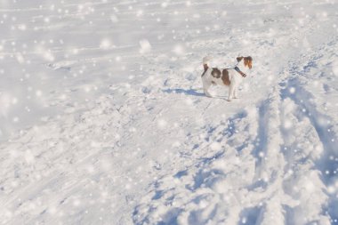 Jack Russell Teriyer, güneşli bir günde, kış ormanında 