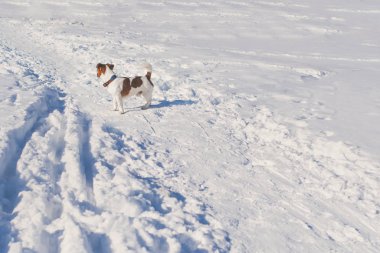 Jack Russell Teriyer, güneşli bir günde, kış ormanında 