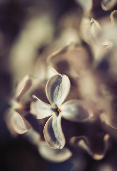 Närbild Våren Och Säsongen Syrenblommor Bakgrund Och Struktur Blommor — Stockfoto