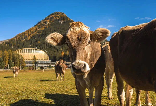 Αγελάδες Βόσκουν Στο Πεδίο Στο Νταβός Της Ελβετίας Στο Φόντο — Φωτογραφία Αρχείου
