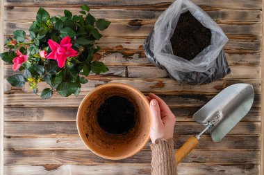 Woman's hands transplanting rose flower plant a into a new pot with iron shovel, soil on the wooden plank table. Home gardening relocating houseplant. Flat lay. clipart