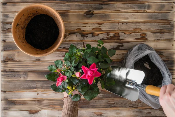 Mãos Mulher Transplantando Rosa Planta Flor Novo Pote Com Ferro — Fotografia de Stock