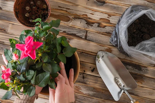 Kvinnans Händer Transplantera Ros Blomma Plantera Kruka Med Järn Spade — Stockfoto