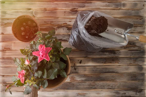 女性の手の移植は 木製の板テーブルの上に鉄のシャベル 土壌を持つ新しい鍋に花の植物をバラ 家庭菜園移転植物 — ストック写真